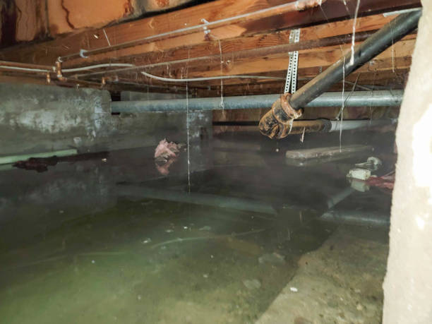 Best Flood restoration services  in Flowing Wells, AZ
