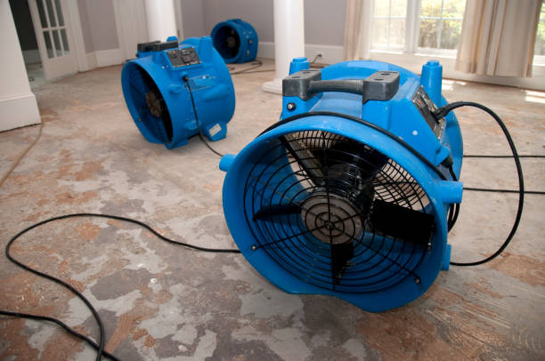 Best Mold removal after water damage  in Flowing Wells, AZ